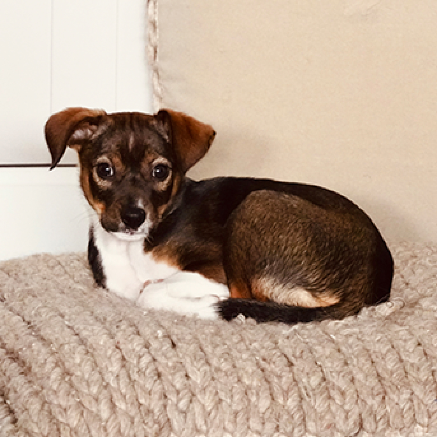 Cachorro pequeño marrón y negro acostado sobre una manta.jpg